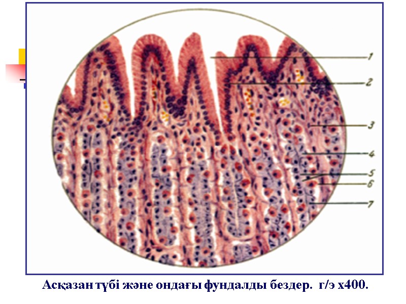 Асқазан түбі және ондағы фундалды бездер.  г/э х400.